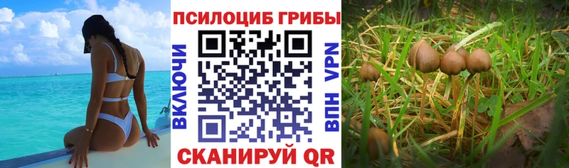 наркошоп  блэк спрут tor  Псилоцибиновые грибы мицелий  Бородино 